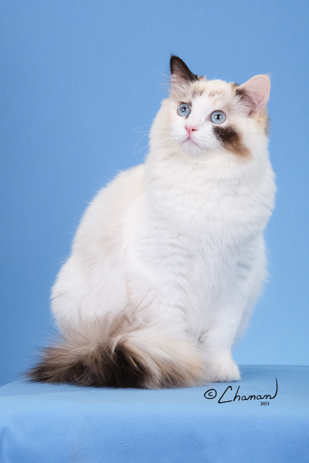 My Lucky Day Ragdolls - Penny