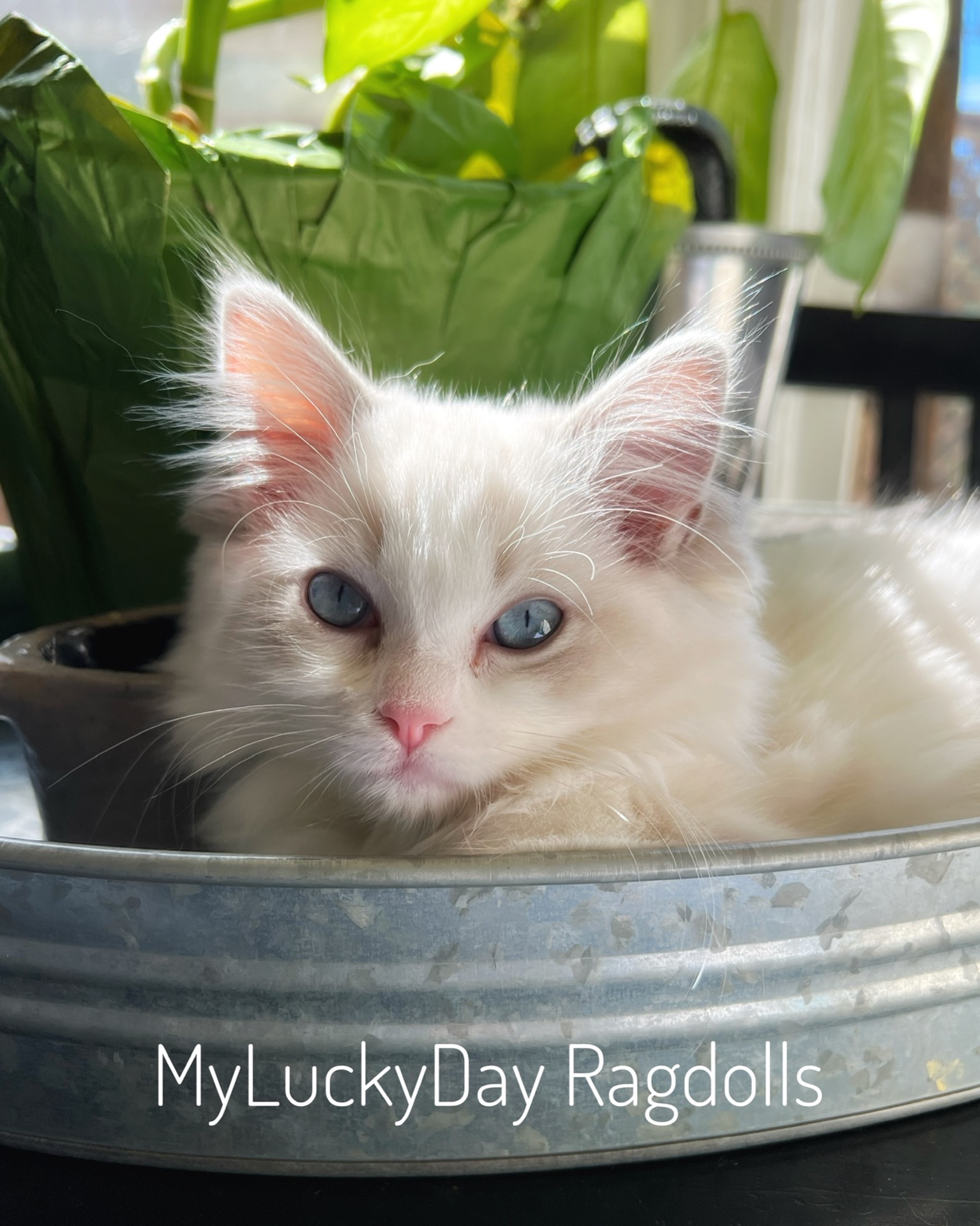 blue lynx bicolor ragdoll